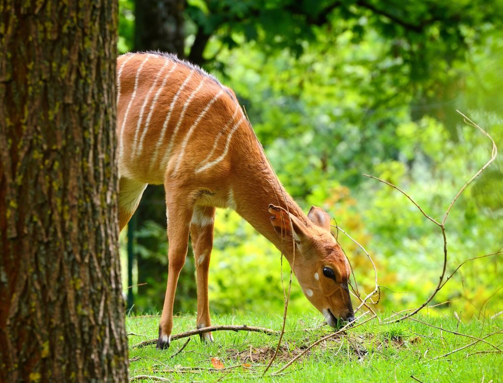 Female nyala antelope (Tragelaphus angasii) eating grass