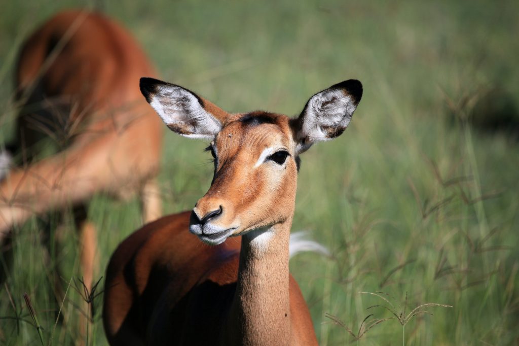 Impala - Kenya