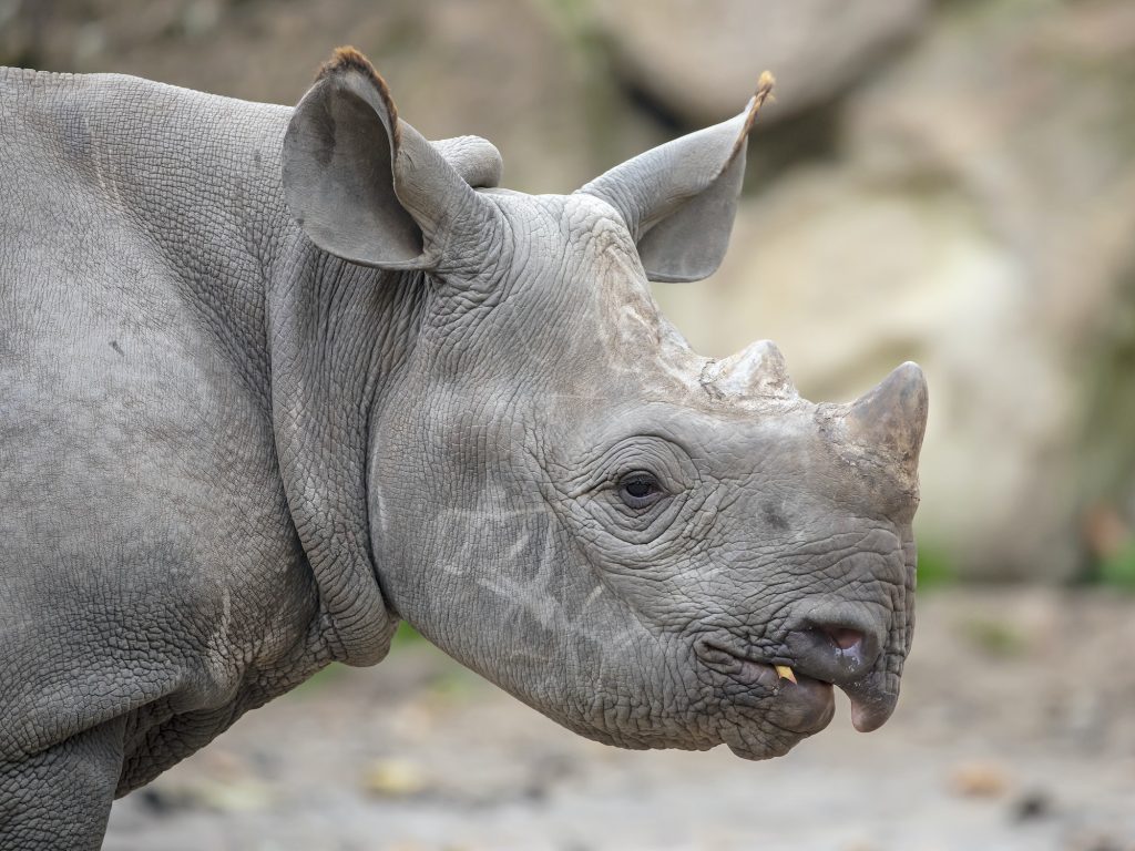 Portrait of grey Rhino youngster, close up